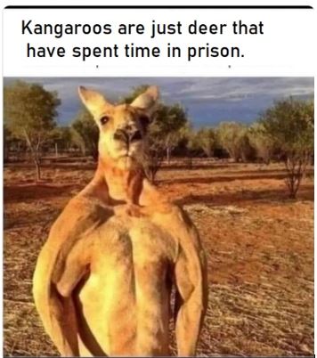 Kangaroos Deer Prison.JPG